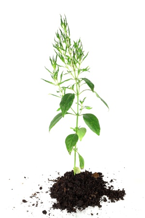 young green chiretta and soil isolatedの写真素材