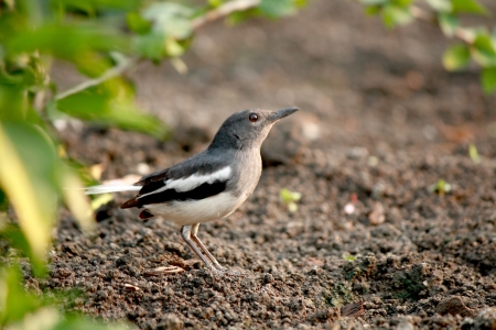 Oriental Magpie Robinの写真素材