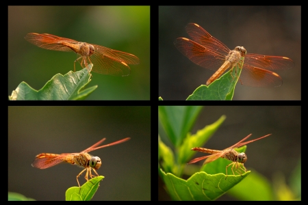 red dragonflyの写真素材