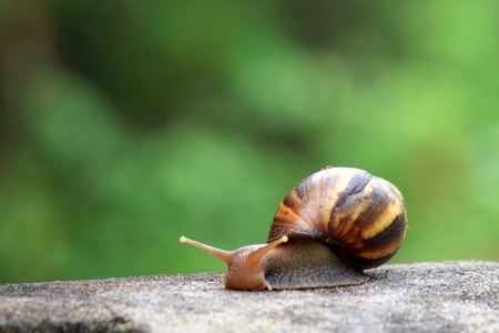 snail with green nature backgroundの写真素材