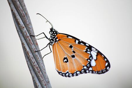 common tiger butterfly on old cableの写真素材