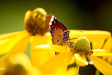 common tiger butterfly on yellow flower