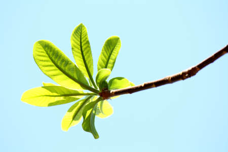 green leaves on blue backgroundの写真素材