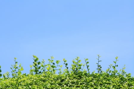 Carmona retusa texture on blue backgroundの写真素材