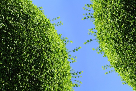 Carmona retusa texture on blue backgroundの写真素材