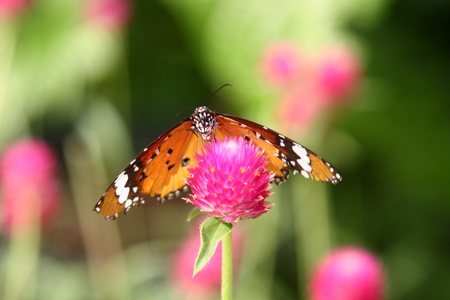 The Plain Tiger Butterflyの写真素材