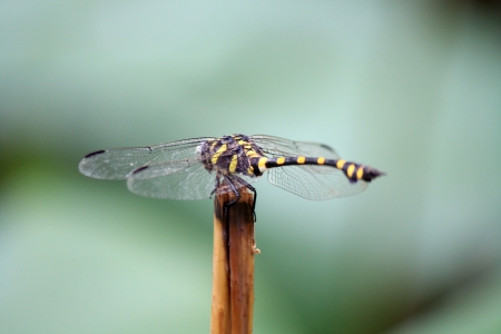  Common Clubtail Butterflyの写真素材