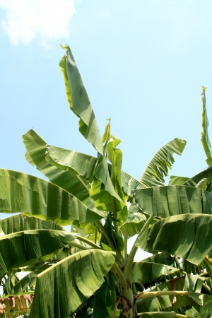 banana leaves on blue skyの写真素材