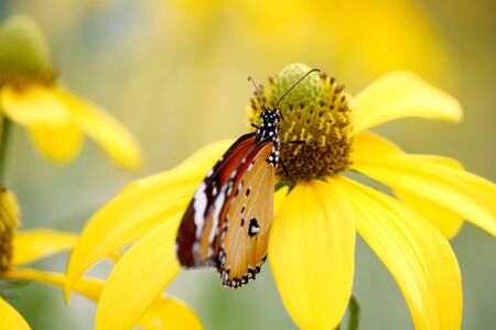 The Plain Tiger Butterflyの写真素材