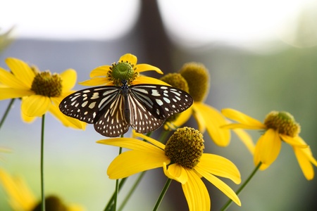 The Glassy Tiger Butterflyの写真素材