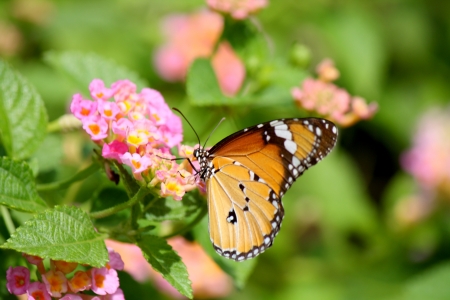 The Plain Tiger Butterflyの写真素材