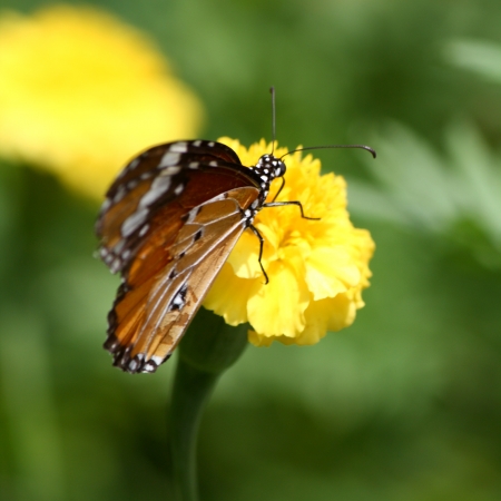 The Plain Tiger Butterflyの写真素材