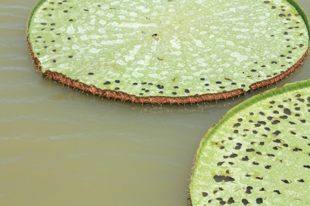Close-up Victoria Regia, Amazonian water liliesの写真素材