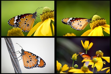 The Plain Tiger Butterflyの写真素材