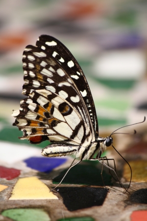 The Lime Butterflyの写真素材