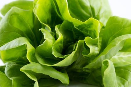 Butterhead hydroponic vegetable on white backgroundの写真素材
