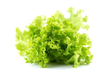 Green coral hydroponic vegetable on white backgroundの写真素材
