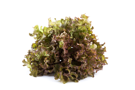 Red coral hydroponic vegetable on white backgroundの写真素材