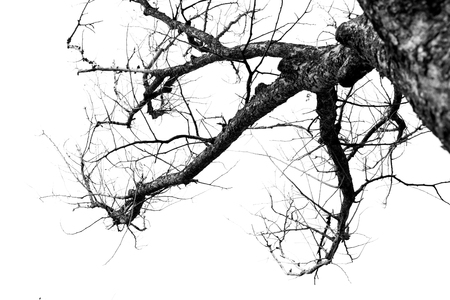 tree branch silhouetteの写真素材