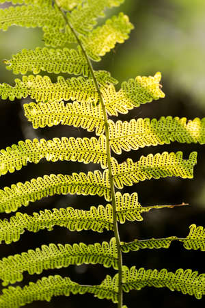 fresh fern leaf