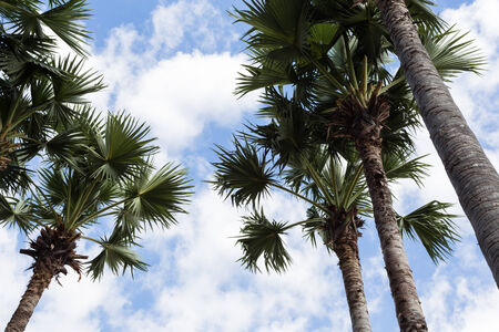 palm tree on blue skyの写真素材