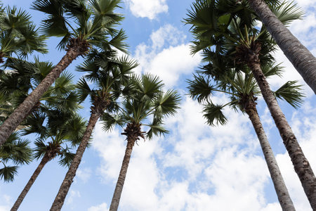 palm tree on blue skyの写真素材