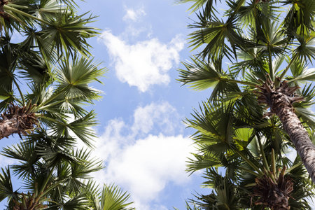palm tree on blue skyの写真素材