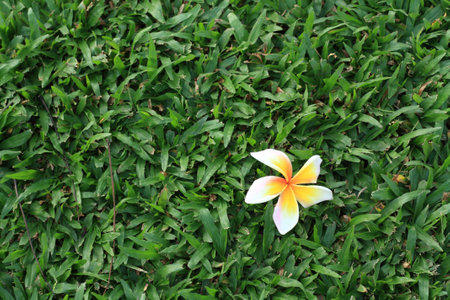 white frangipani flowers on old wood green grassの写真素材