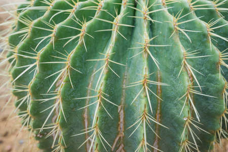 close-up cactus