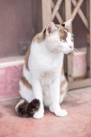 portrait of a catの写真素材