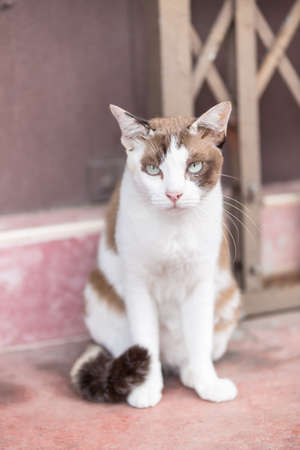 portrait of a catの写真素材