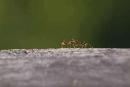 ants walking on a woodの写真素材
