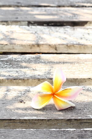 white frangipani flowers on old woodの写真素材