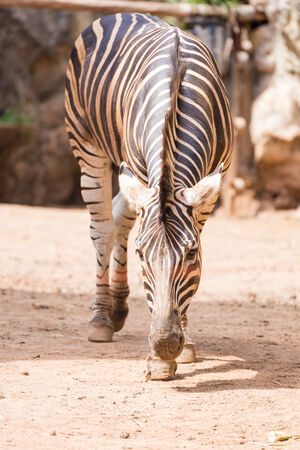 zebra in a zooの写真素材