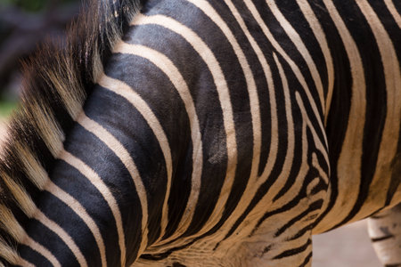 zebra patternの写真素材