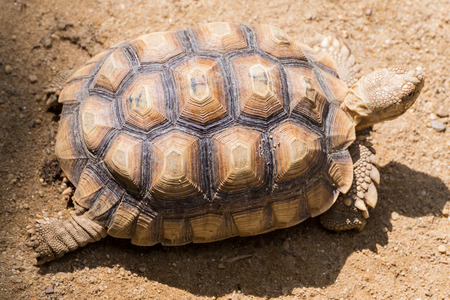 turtle on the sandの写真素材
