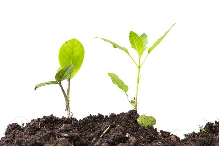 young plant isolated on white backgroundの写真素材