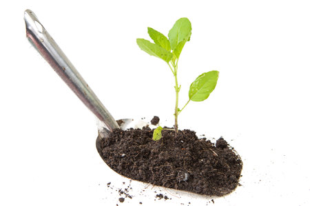 young plant isolated on white backgroundの写真素材