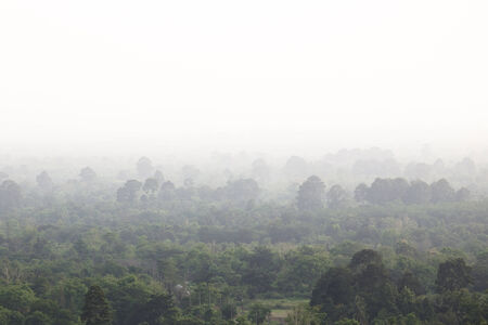 aerial view of forest over the duskの写真素材
