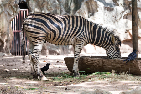 zebra in a zooの写真素材