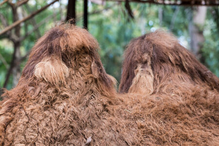 camel in a zooの写真素材