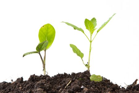 young plant isolated on white backgroundの写真素材