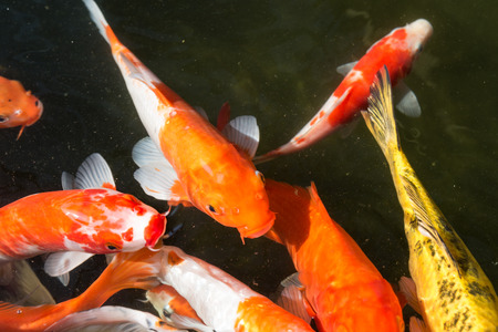 koi fish swim in pondの写真素材