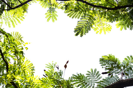 tropical forest frame on white backgroundの写真素材