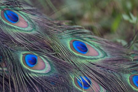 peacock feather patternの写真素材