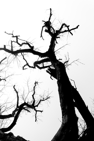Black and white tree branchの写真素材