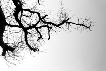 Black and white tree branchの写真素材