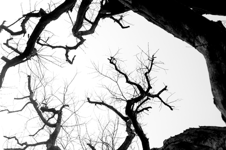 Black and white tree branchの写真素材
