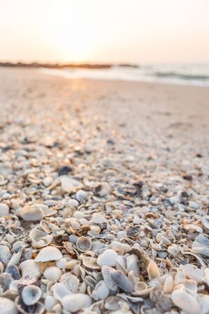 shell on the beach in the morning, soft focus.の写真素材