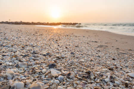 shell on the beach in the morning, soft focus.の写真素材